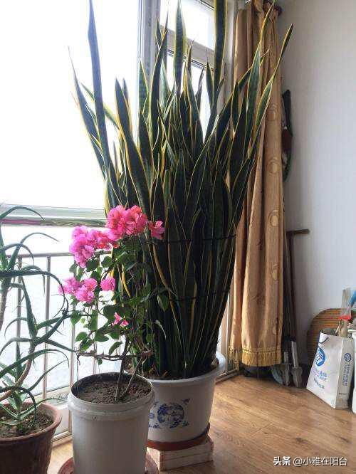室內養的多肉_室內養多肉植物對身體有害嗎_室內養多肉的好處