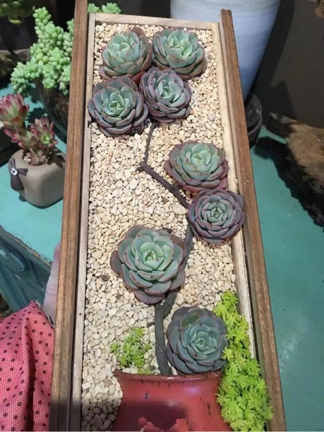 多肉花啥樣_多肉花是什么樣的_什么叫多肉花