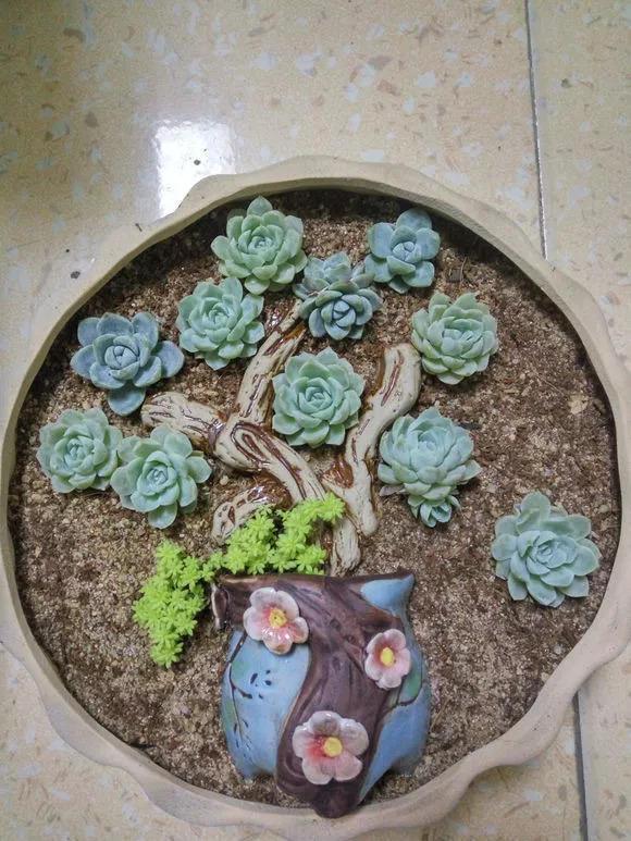 多肉花啥樣_多肉花是什么樣的_什么叫多肉花