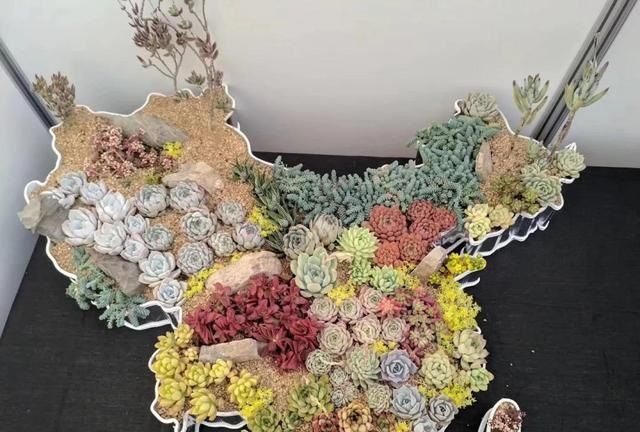 多肉花啥樣_多肉花是什么樣的_什么叫多肉花