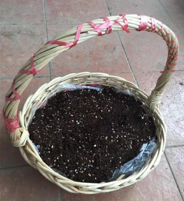 多肉花是什么樣的_多肉花啥樣_什么叫多肉花