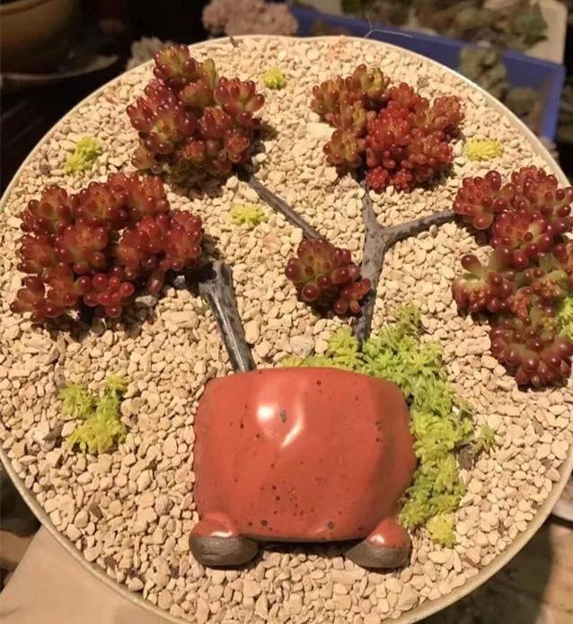多肉花啥樣_什么叫多肉花_多肉花是什么樣的