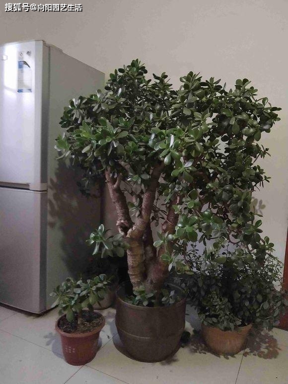 多肉植物樹形_和樹一樣的多肉植物_多肉樹長什么樣