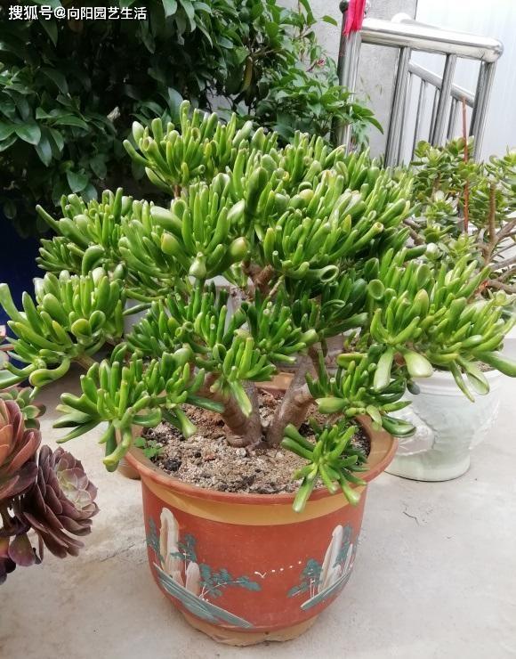 和樹一樣的多肉植物_多肉樹長什么樣_多肉植物樹形