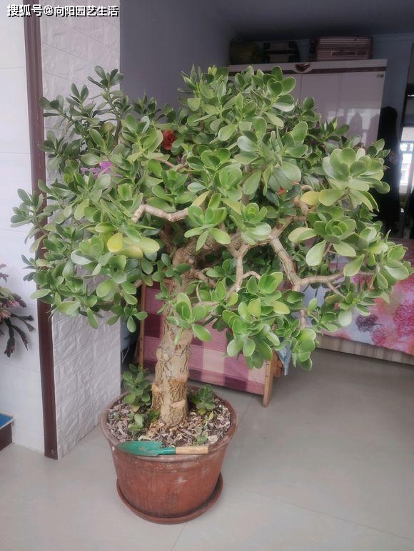 和樹一樣的多肉植物_多肉樹長什么樣_多肉植物樹形