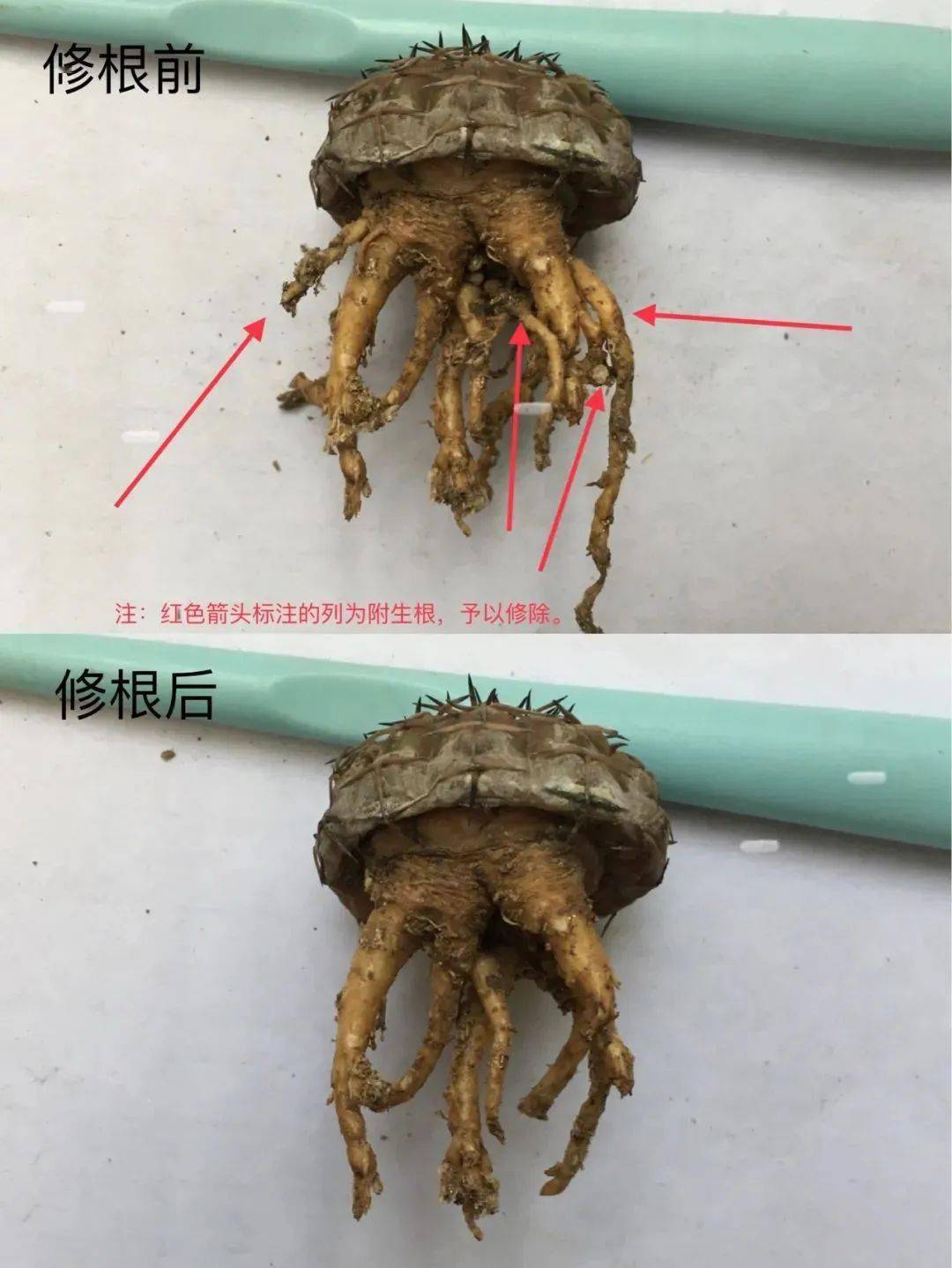 多肉修根后直接上盆_多肉修根后多久可以上盆_多肉修根上盆后多久可以曬太陽