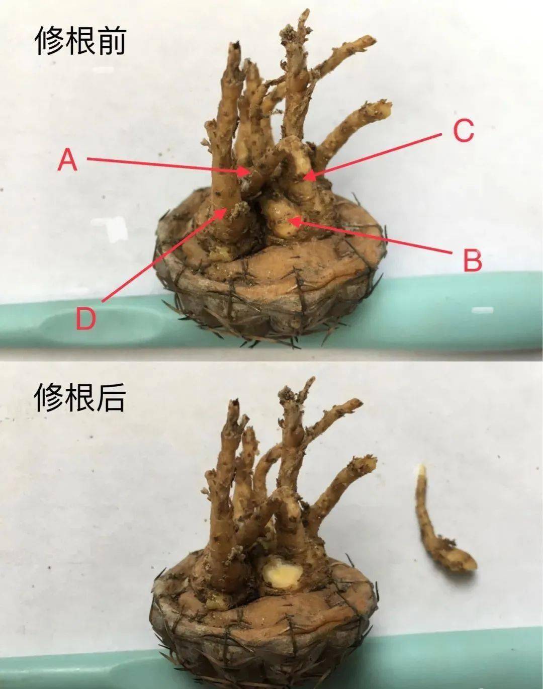 多肉修根后直接上盆_多肉修根后多久可以上盆_多肉修根上盆后多久可以曬太陽