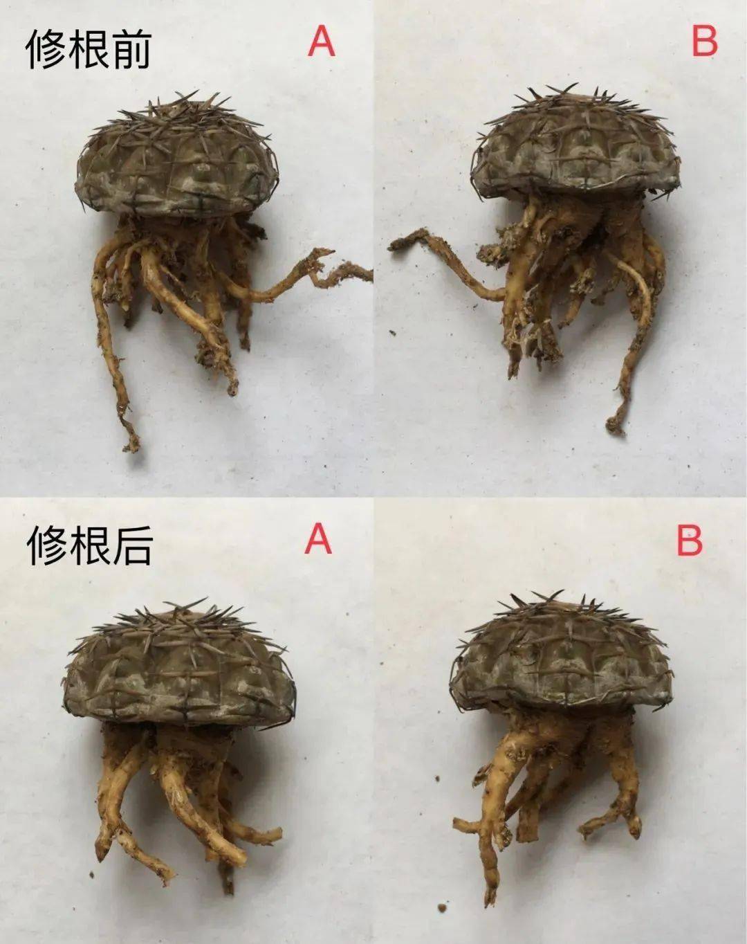 多肉修根后多久可以上盆_多肉修根后直接上盆_多肉修根上盆后多久可以曬太陽