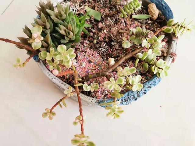 種多肉死了的土還能用嗎_十天脫土死種多肉會死嗎_多肉脫土十天不種會死嗎