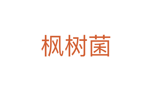 楓樹菌