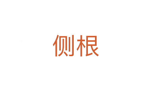 側根