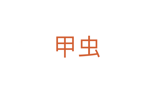 甲蟲(chóng)